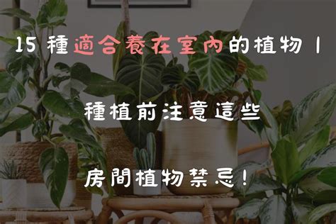 綠植物|15 種適合養在室內的植物｜種植前注意這些房間植物 